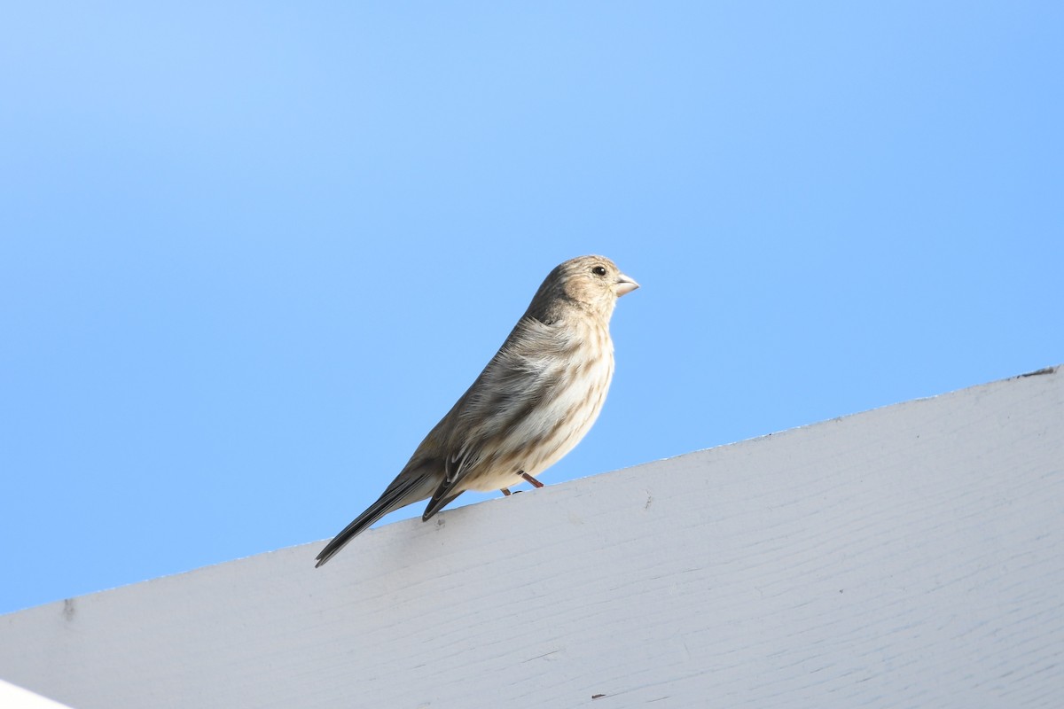 House Finch - ML632126666
