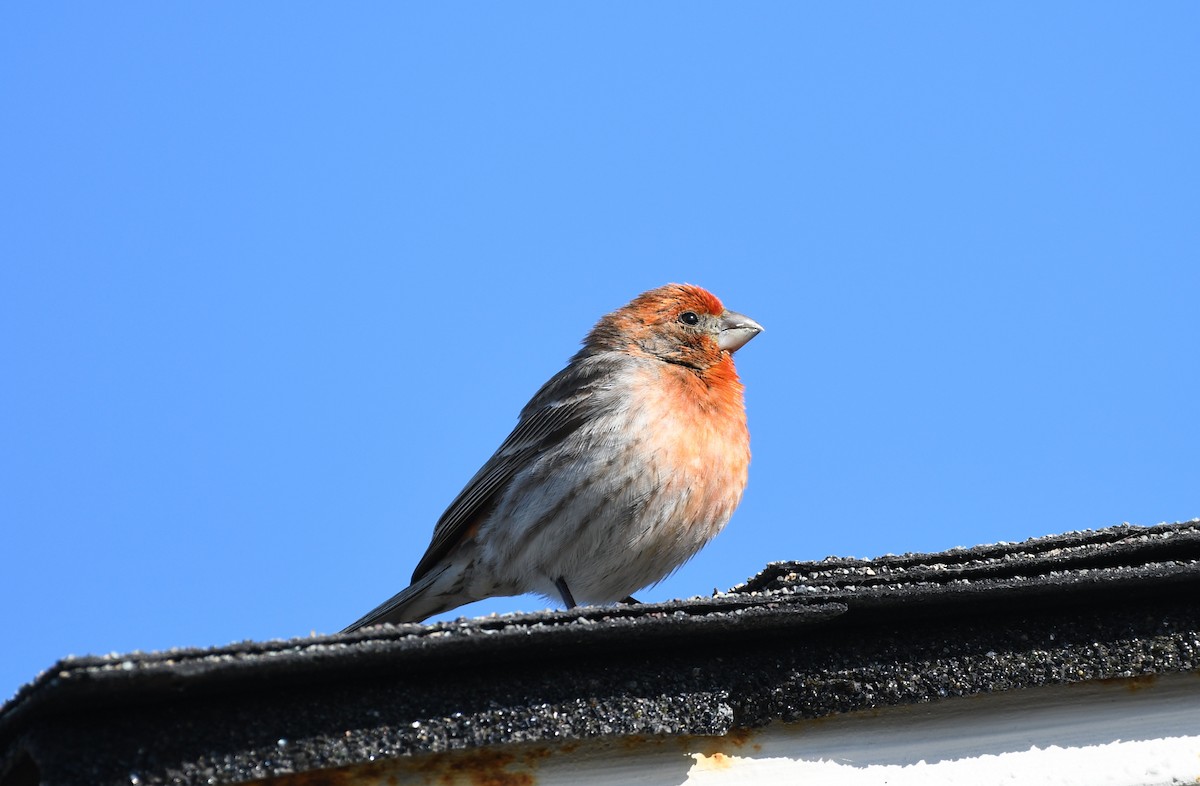 House Finch - ML632126667