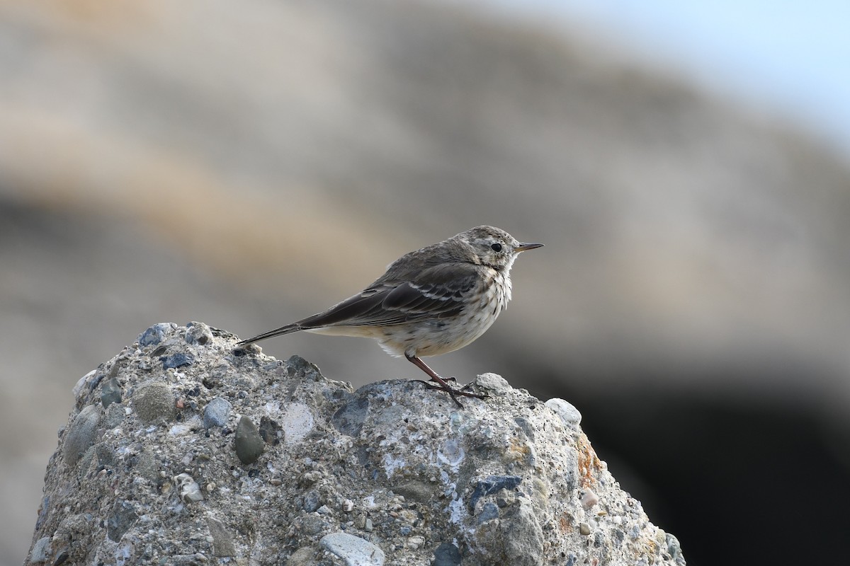 American Pipit - ML632126673