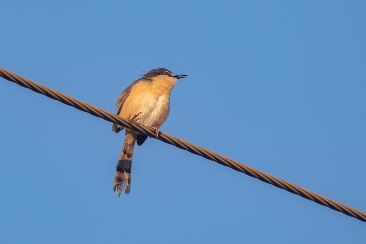 Ashy Prinia - ML632126683