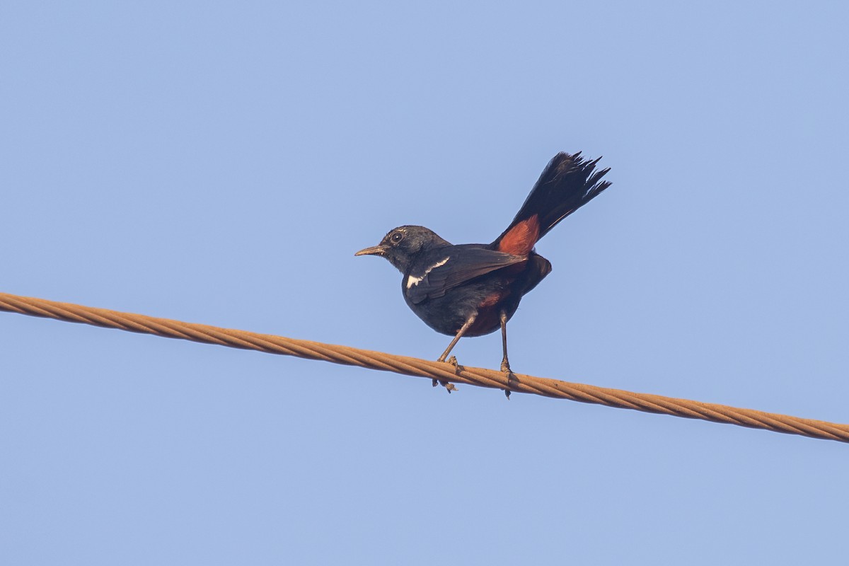 Indian Robin - ML632126685