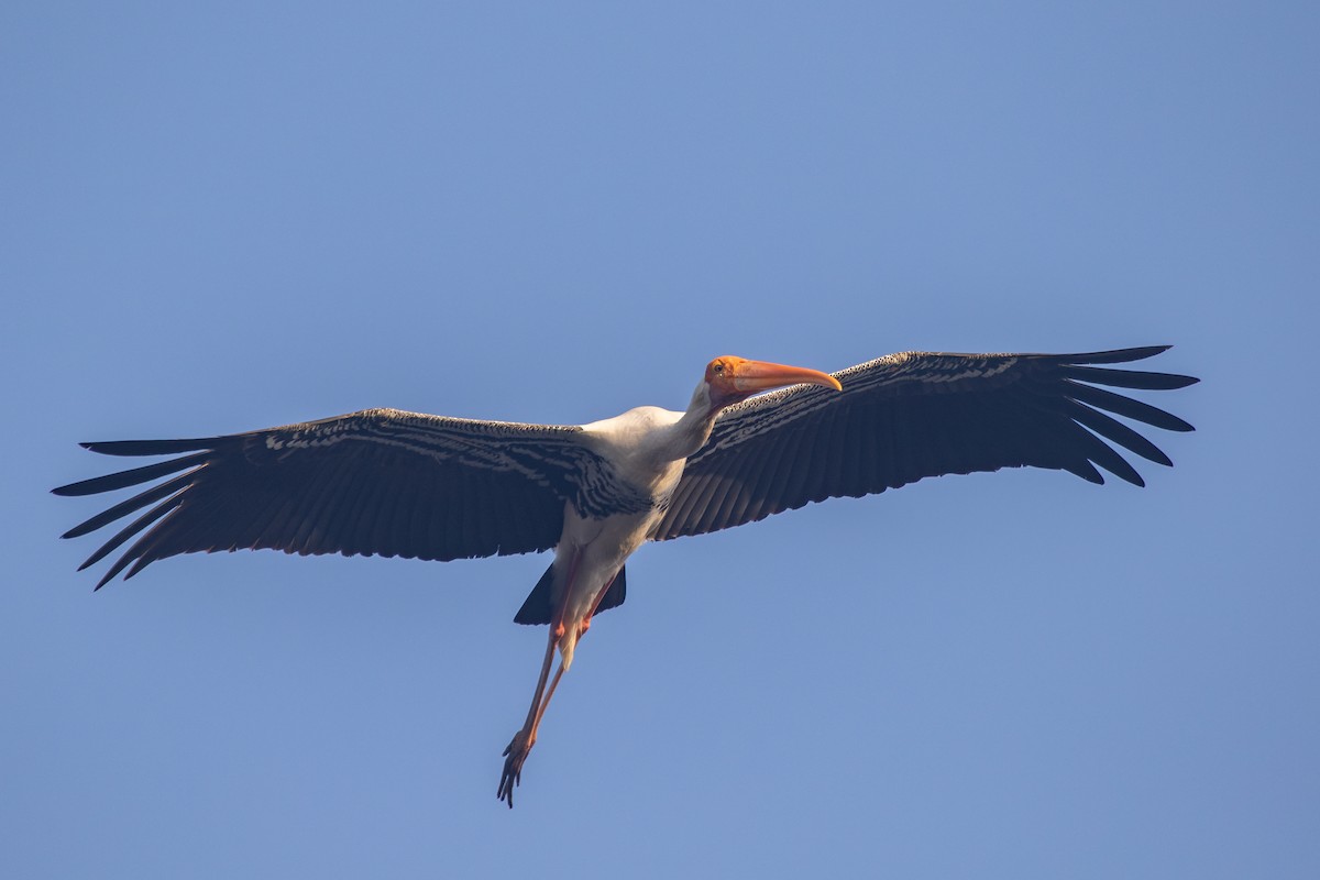 Painted Stork - ML632126686