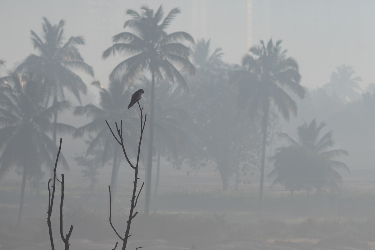 Black-winged Kite - ML632126688