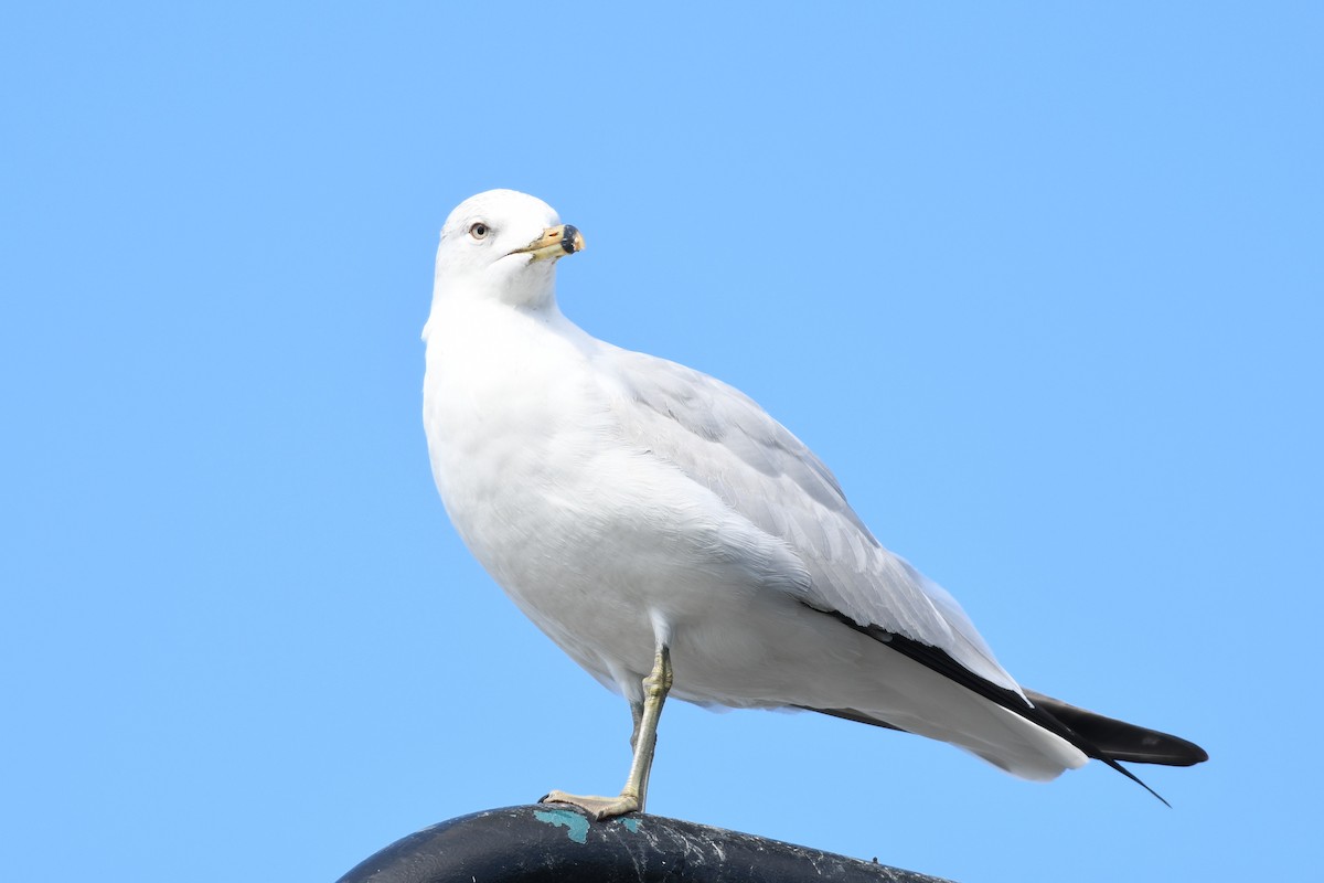 Ring-billed Gull - ML632126693