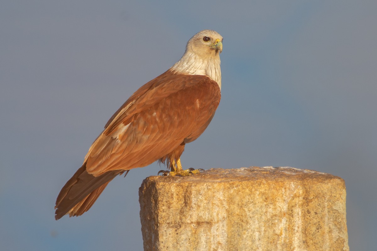 Brahminy Kite - ML632126704