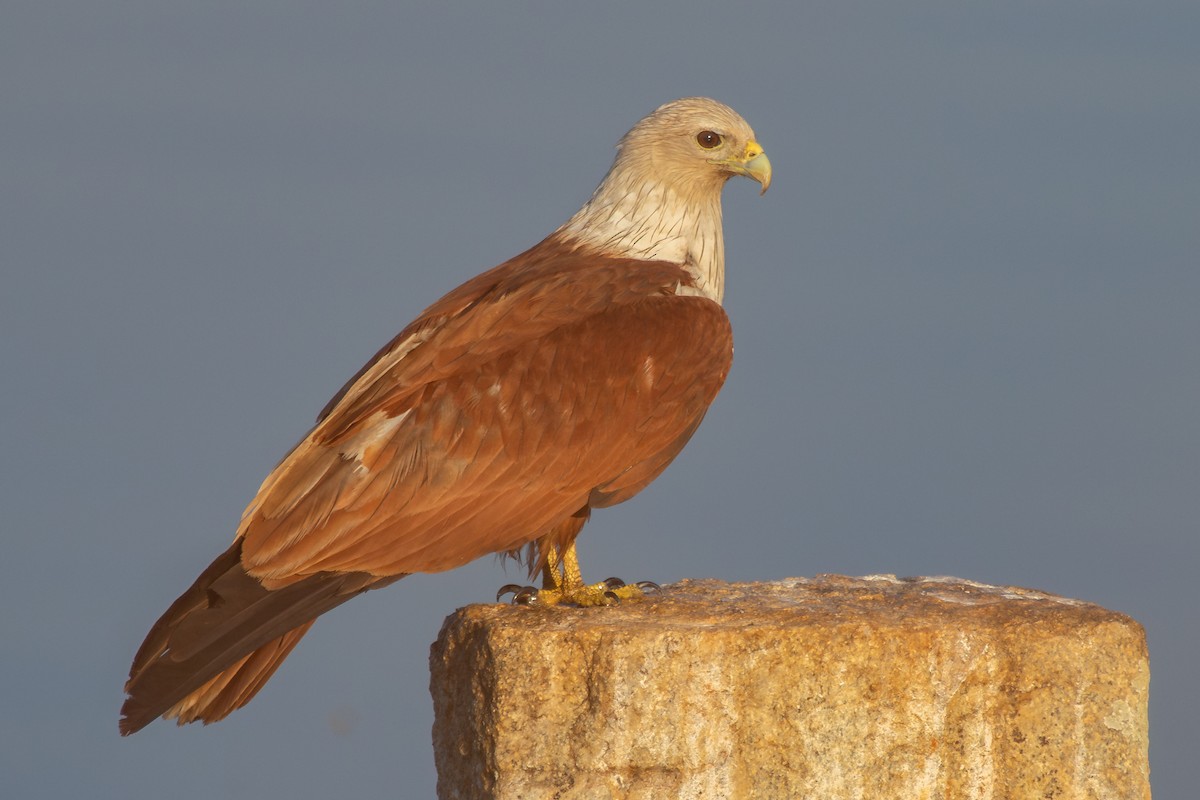 Brahminy Kite - ML632126705