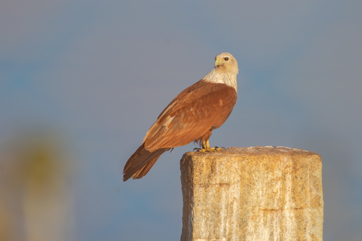 Brahminy Kite - ML632126706