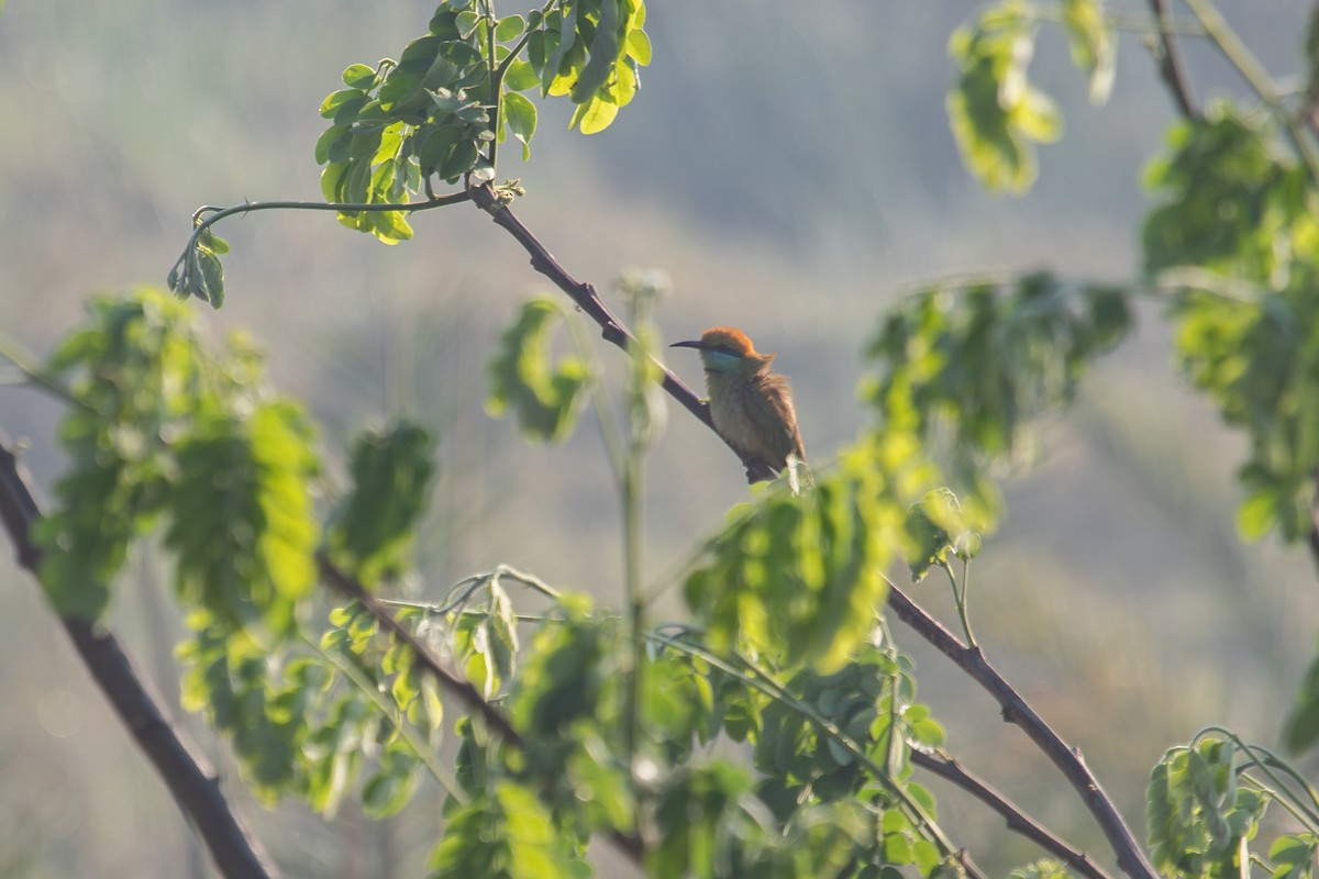 Asian Green Bee-eater - ML632126723