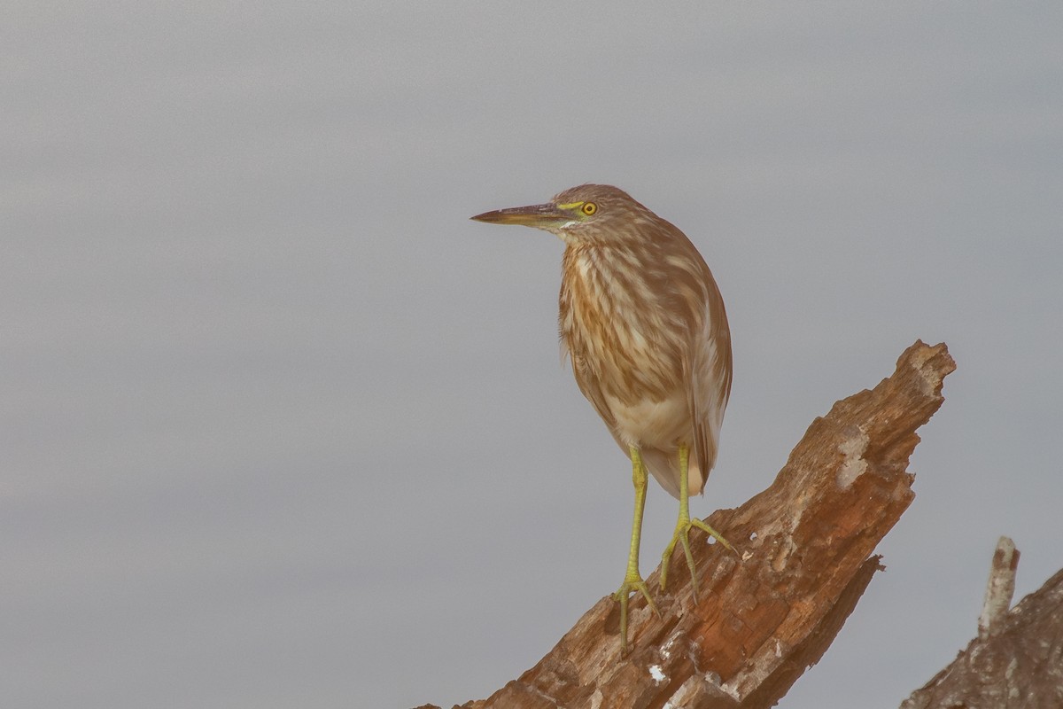 Indian Pond-Heron - ML632126728