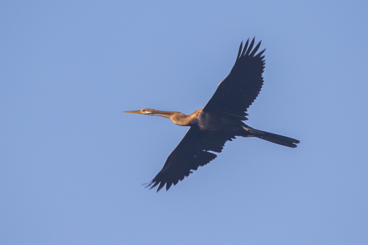 Oriental Darter - ML632126742