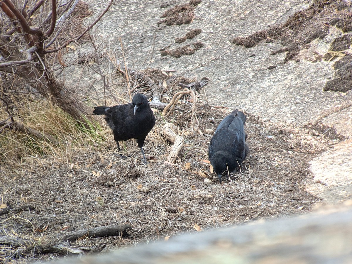 White-winged Chough - ML632126838