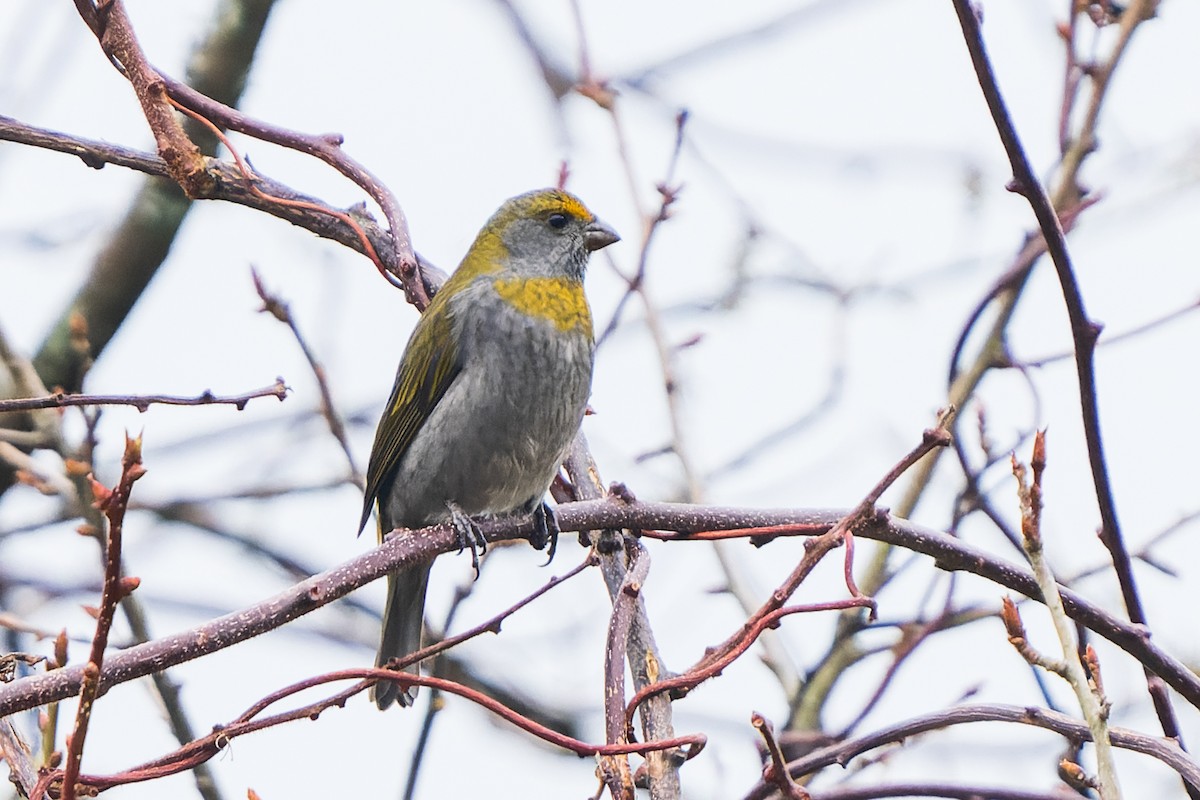 Crimson-browed Finch - ML632126933