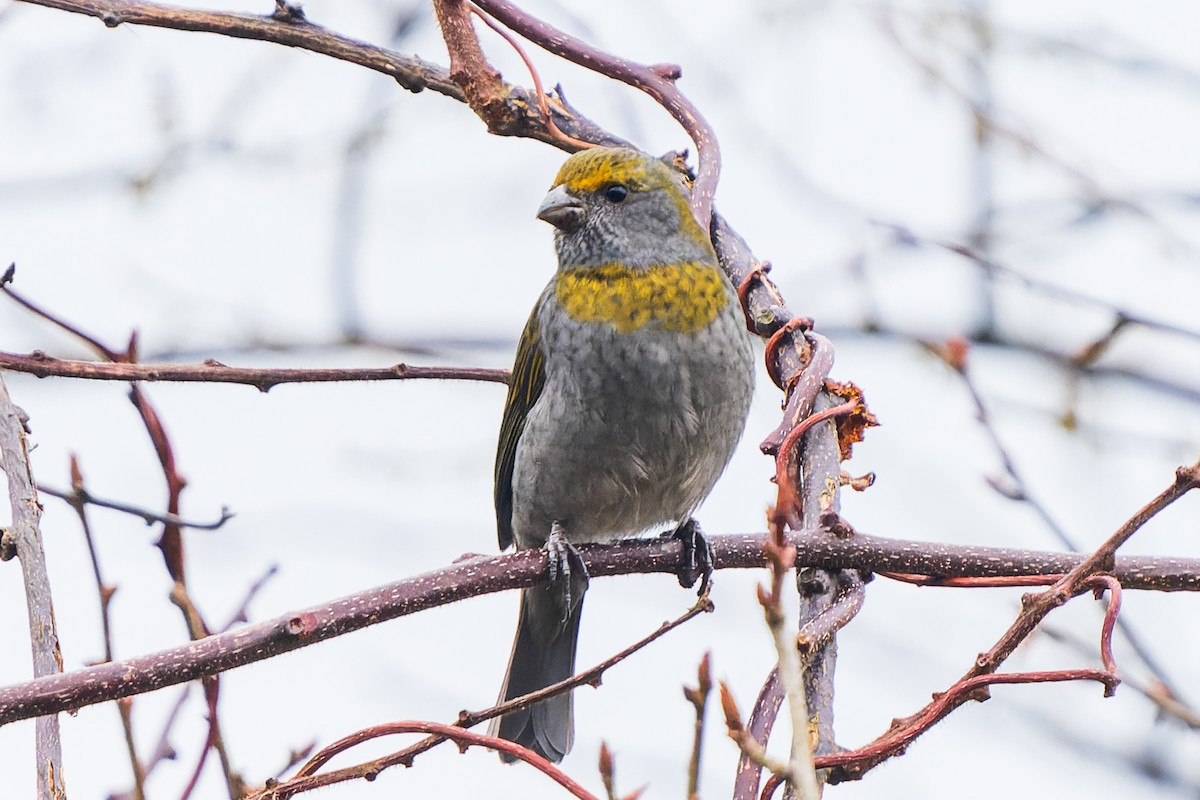 Crimson-browed Finch - ML632126934