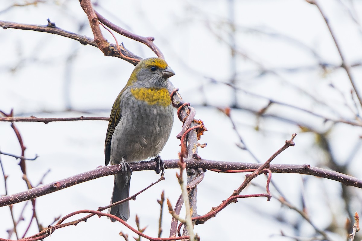 Crimson-browed Finch - ML632126935
