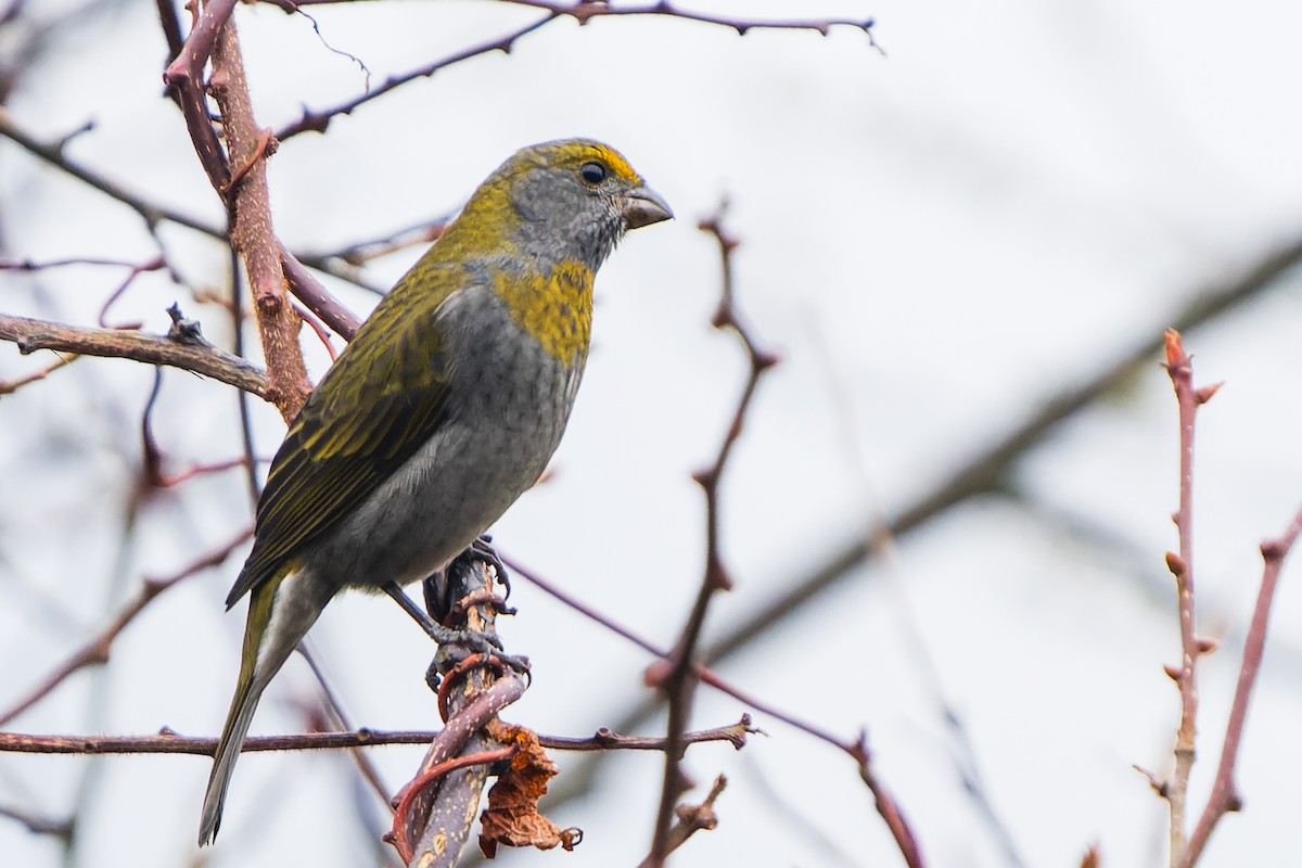 Crimson-browed Finch - ML632126937