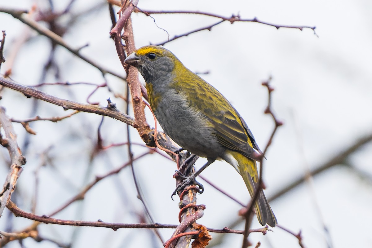 Crimson-browed Finch - ML632126938
