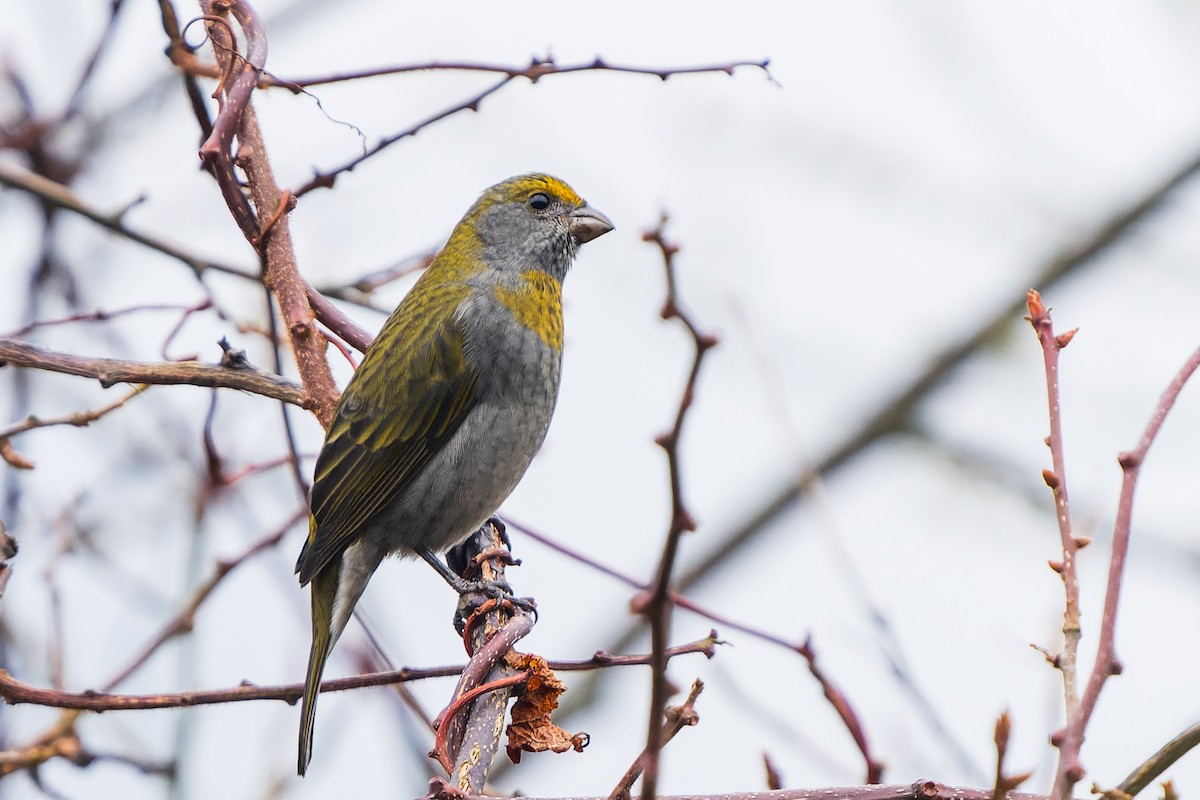 Crimson-browed Finch - ML632126939