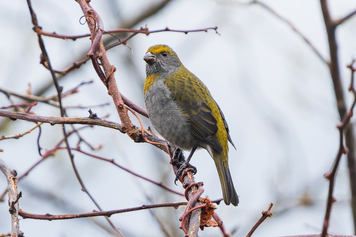 Crimson-browed Finch - ML632126940