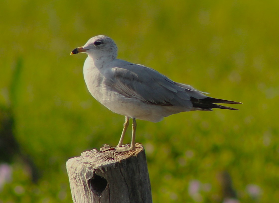 Ring-billed Gull - ML632126971