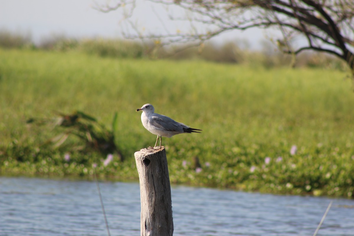 Ring-billed Gull - ML632126972