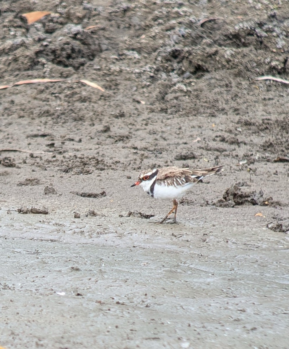 Black-fronted Dotterel - ML632126984