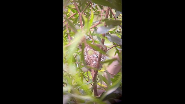 Oahu Elepaio - ML632126993