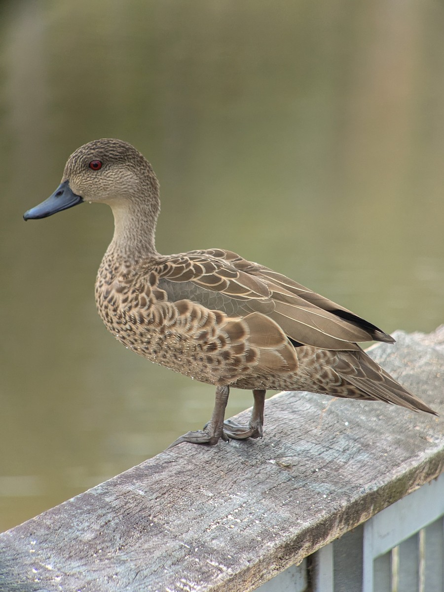 Gray Teal - ML632127045