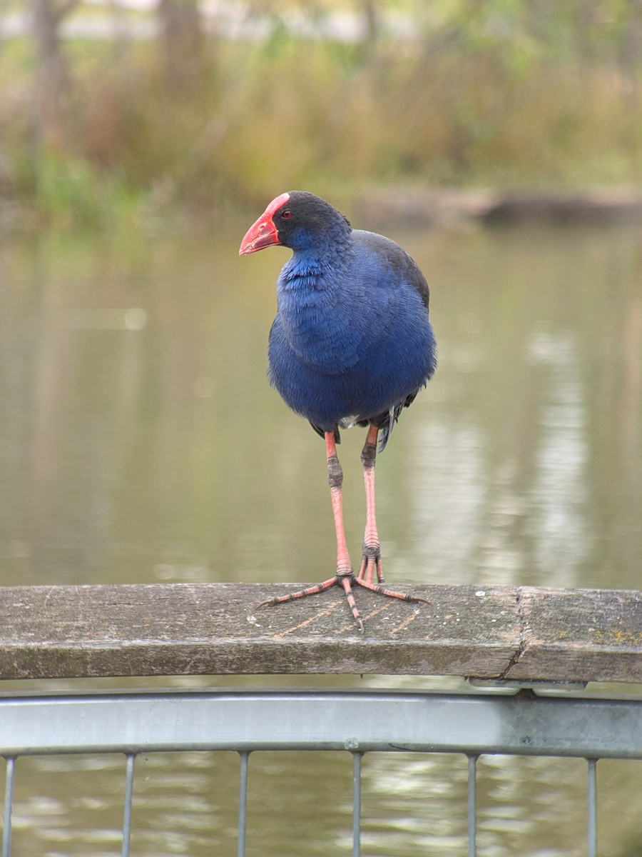 Australasian Swamphen - ML632127055