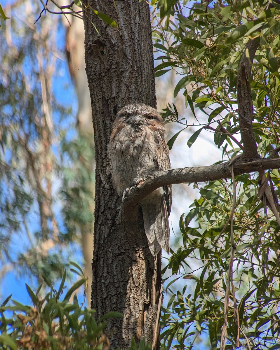 Tawny Frogmouth - ML632127248