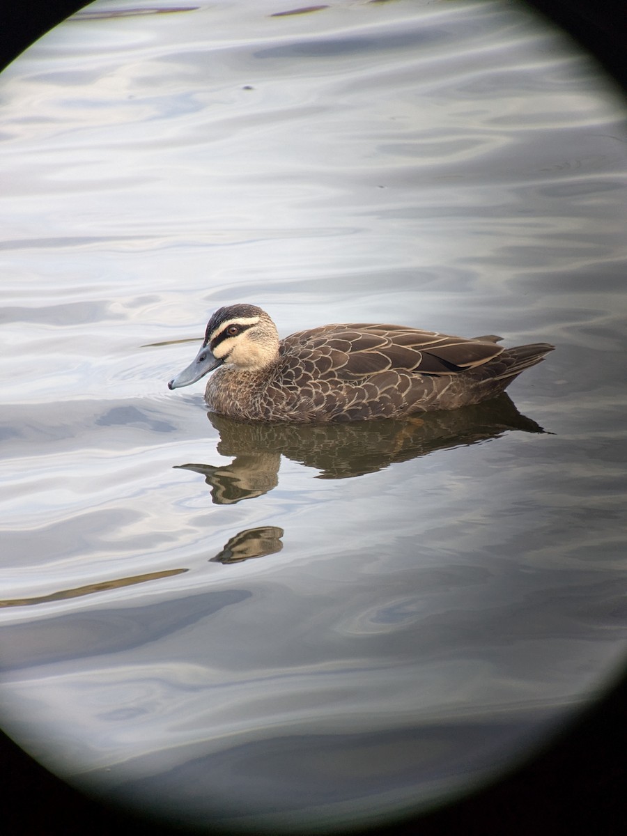 Pacific Black Duck - ML632127310