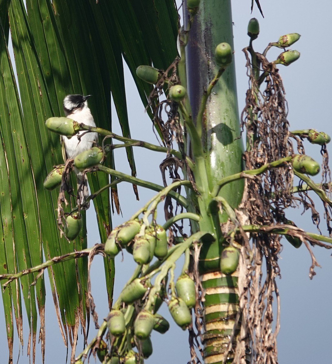 Light-vented Bulbul - ML632127561