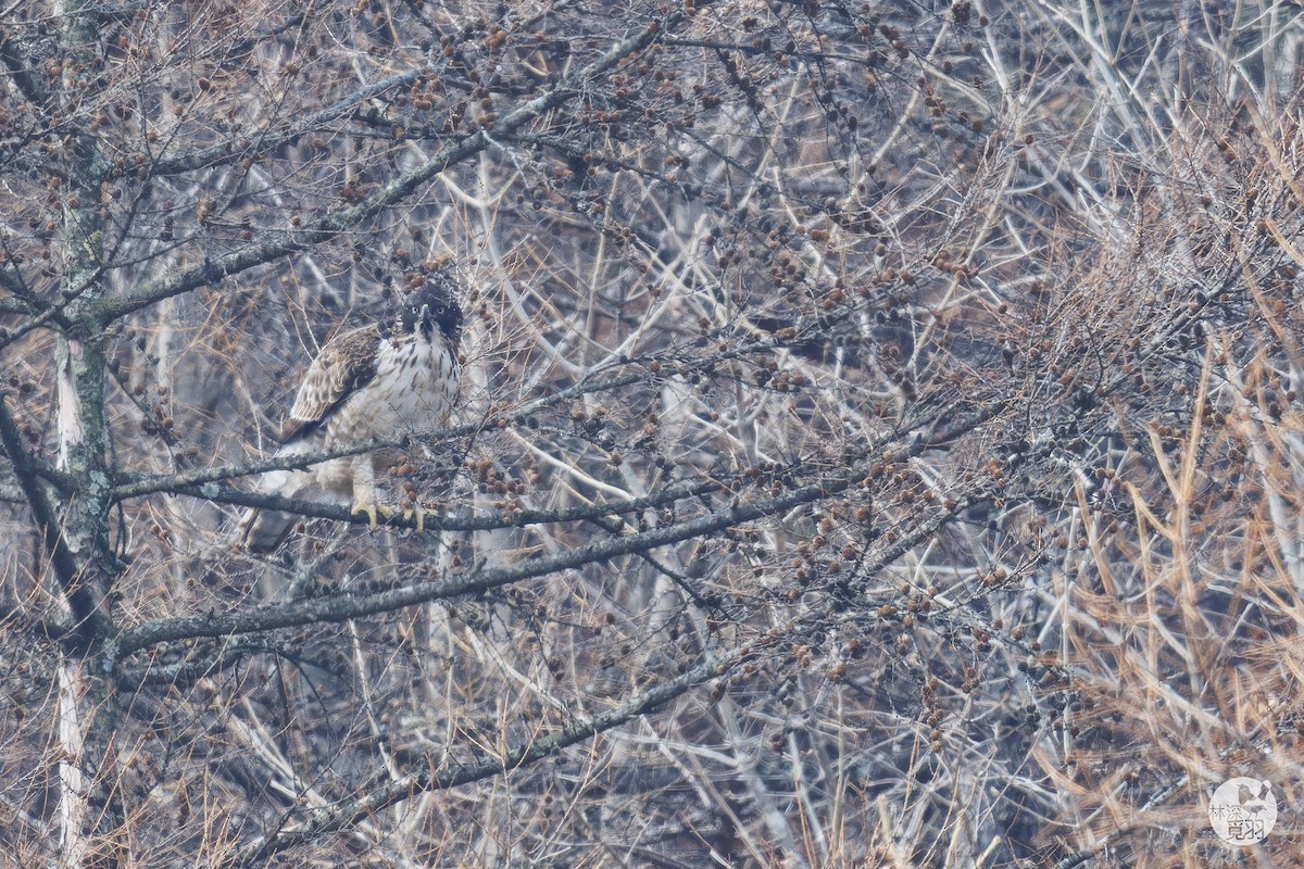 Mountain Hawk-Eagle (orientalis) - ML632127724