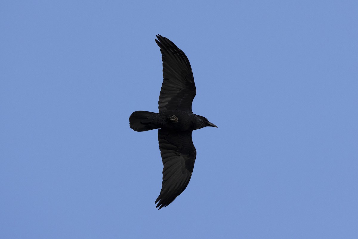 Chihuahuan Raven - ML632127735