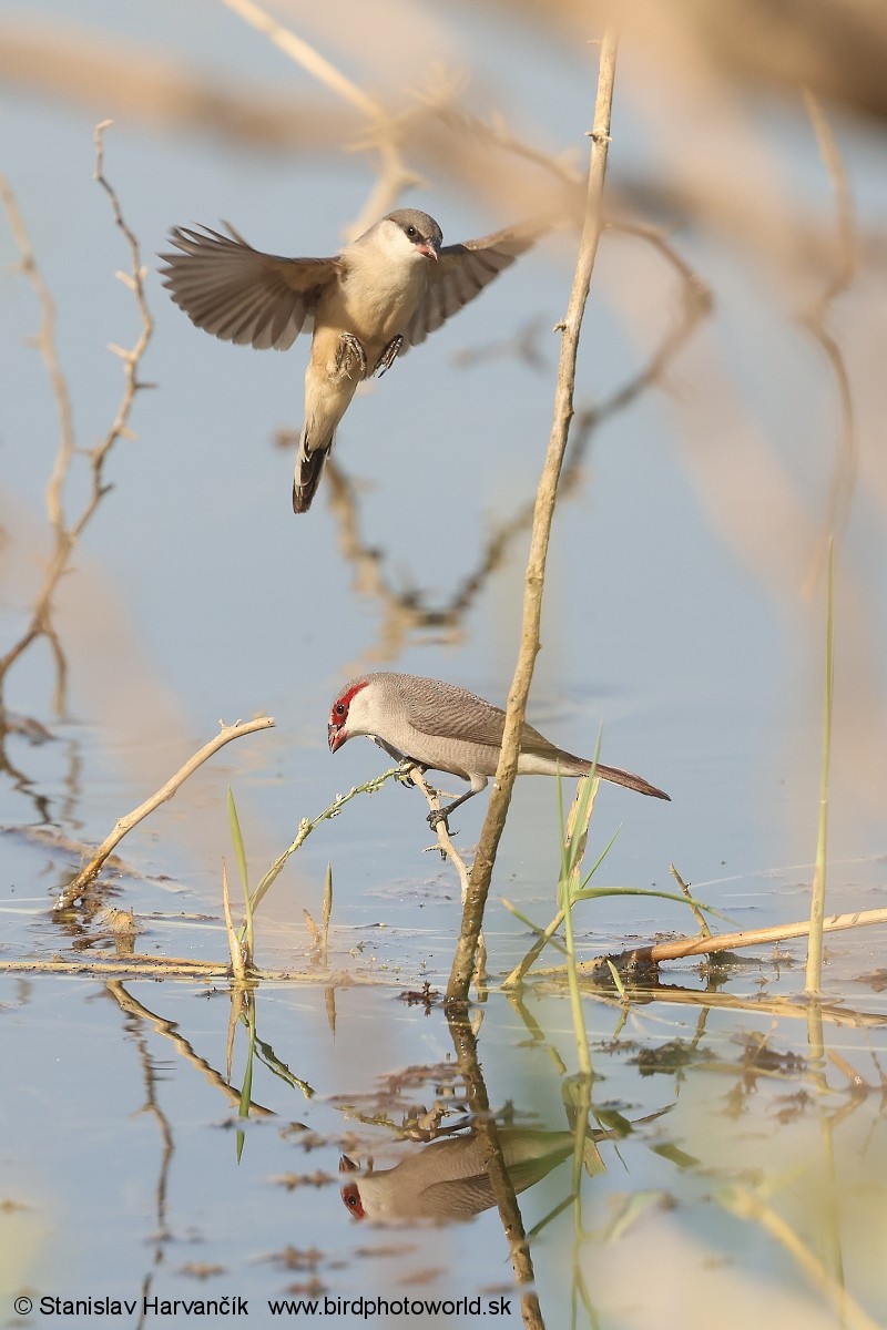 Arabian Waxbill - ML632127778