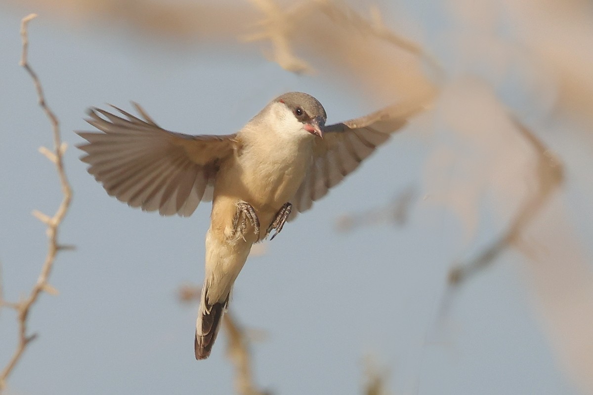 Arabian Waxbill - ML632127779