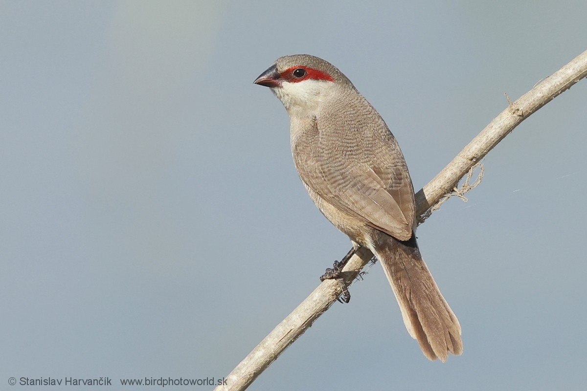 Arabian Waxbill - ML632127780