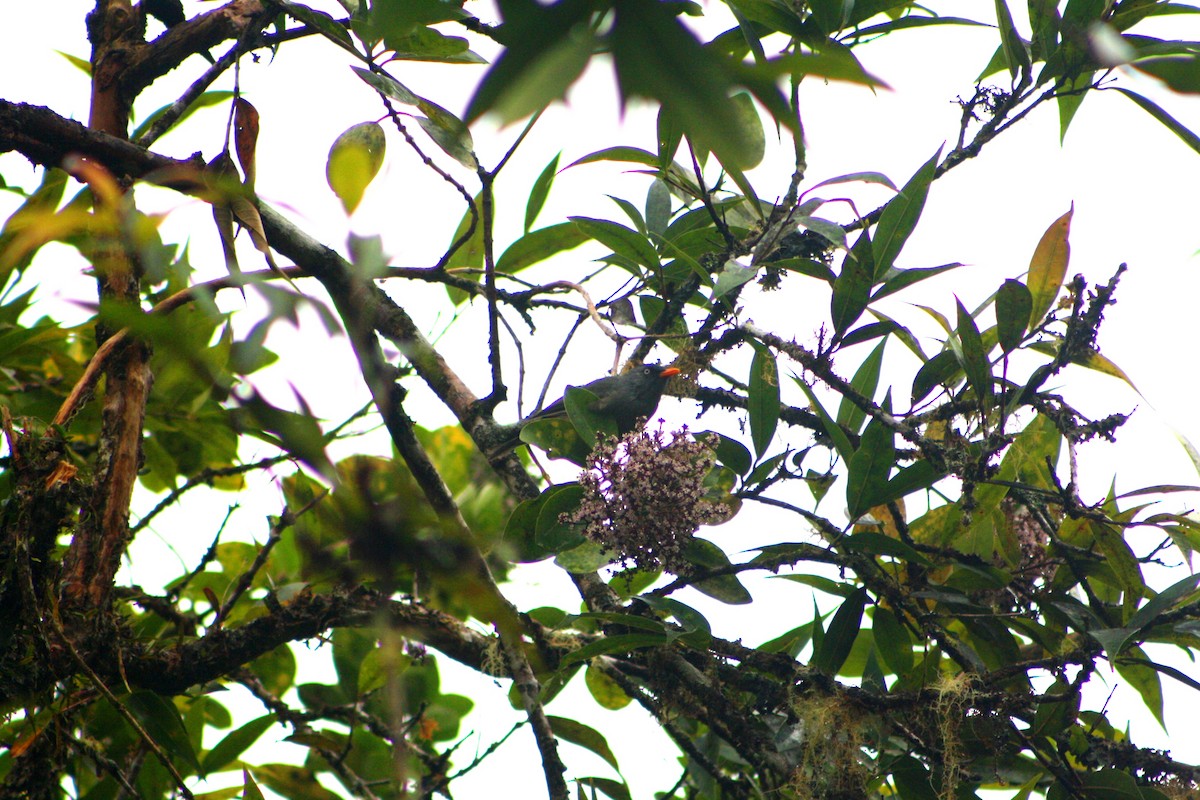 Reunion Bulbul - ML632128091