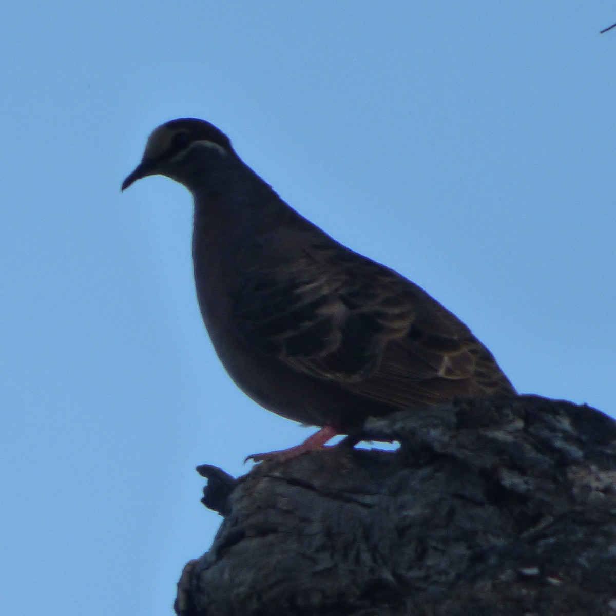 holub bronzovokřídlý - ML632128221