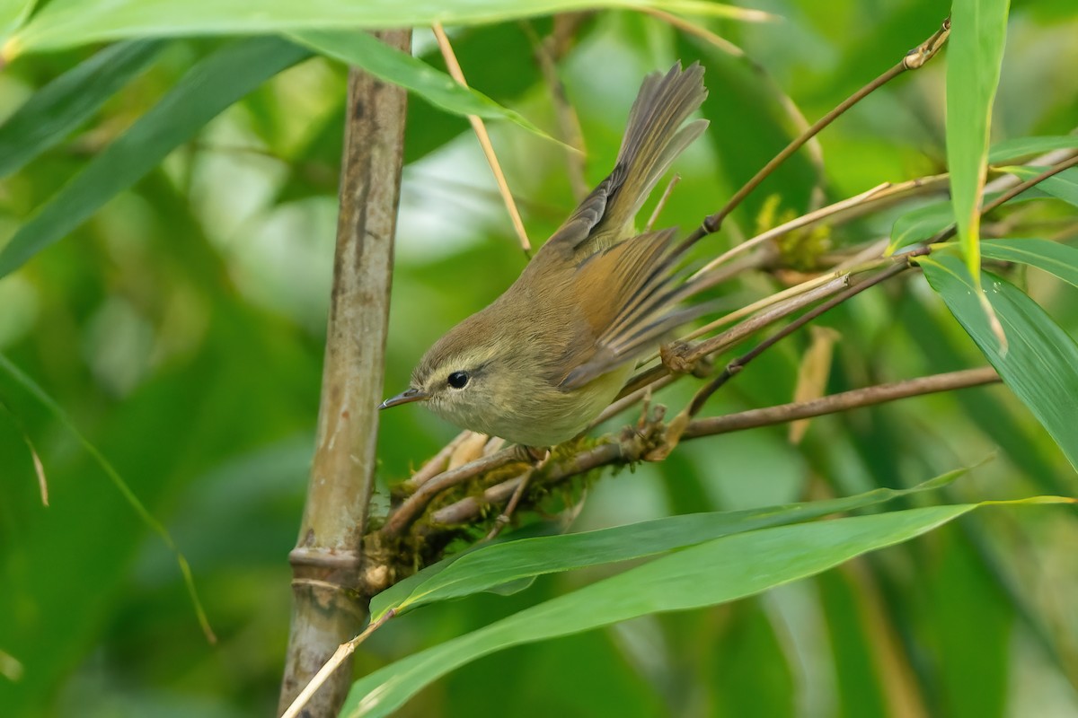Hume's Bush Warbler - ML632128266
