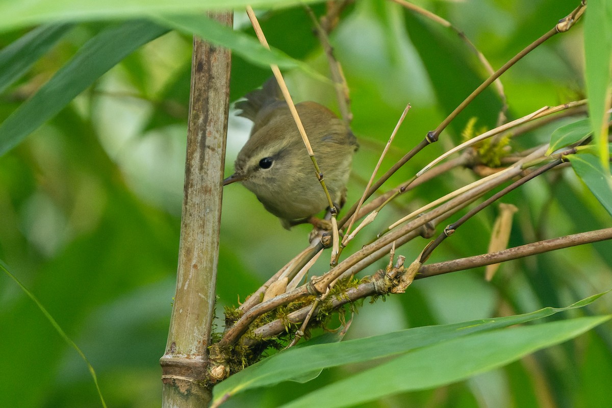 Hume's Bush Warbler - ML632128268