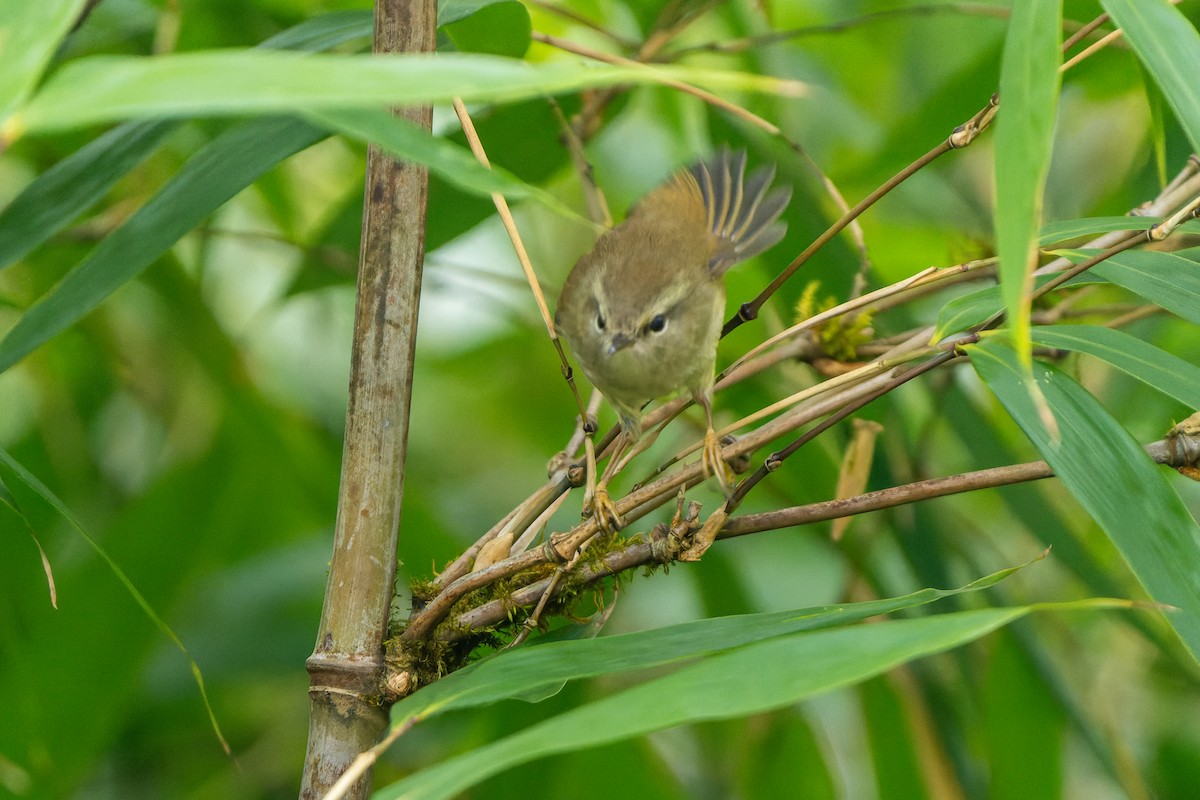 Hume's Bush Warbler - ML632128270