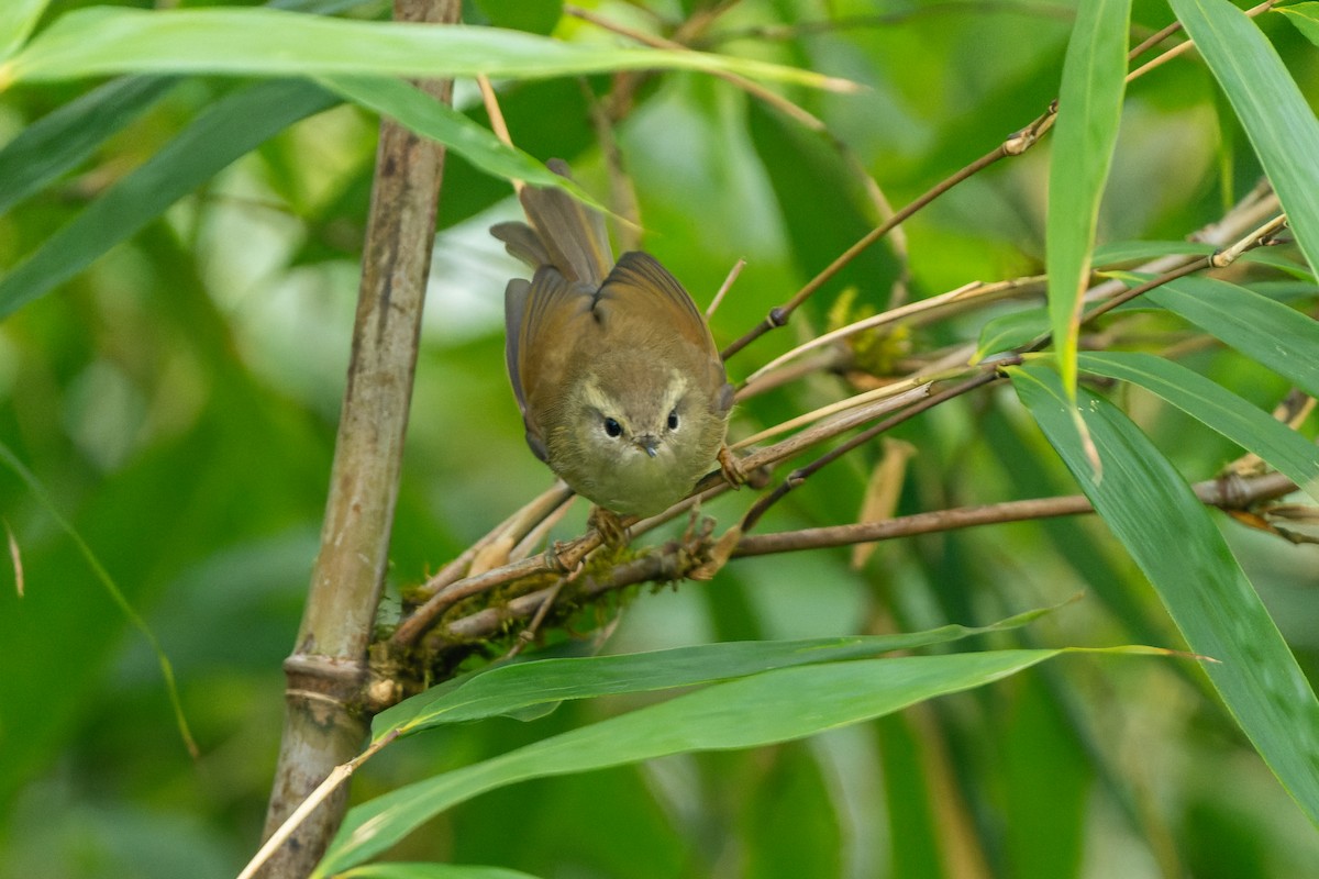 Hume's Bush Warbler - ML632128271