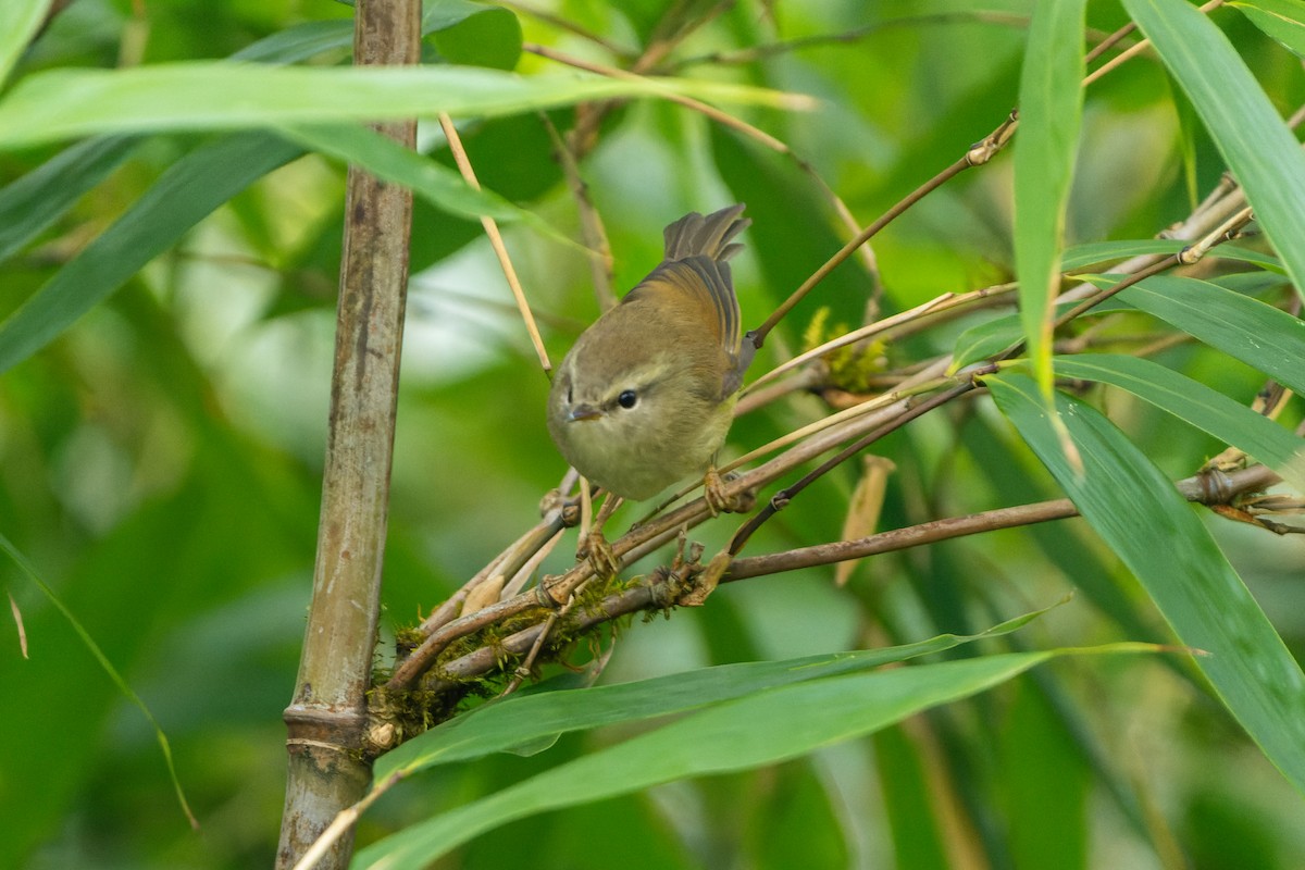 Hume's Bush Warbler - ML632128273