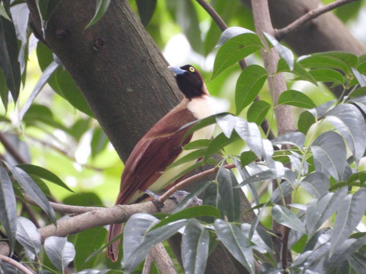 Lesser Bird-of-Paradise - ML632128554