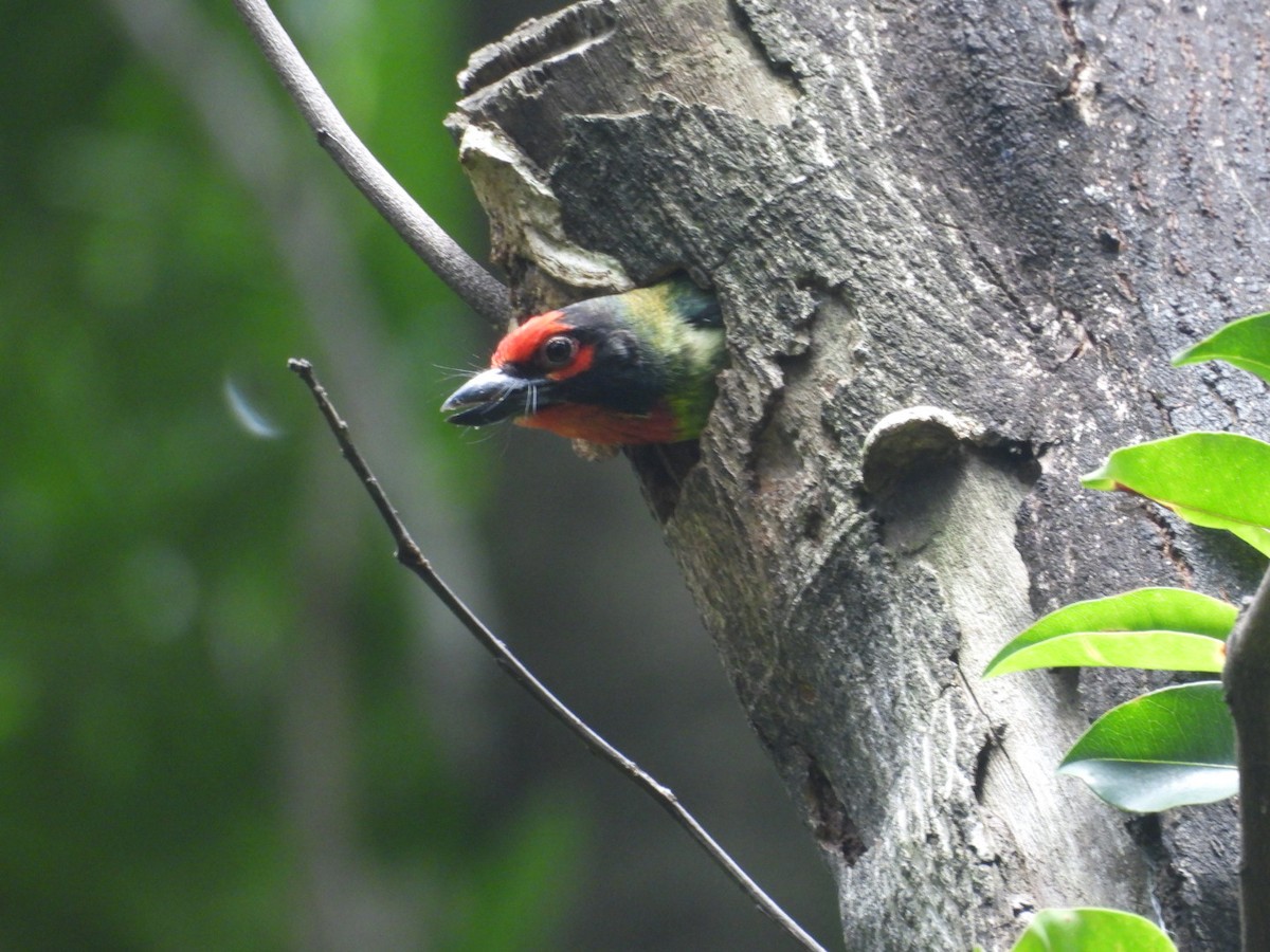 Coppersmith Barbet - ML632128605