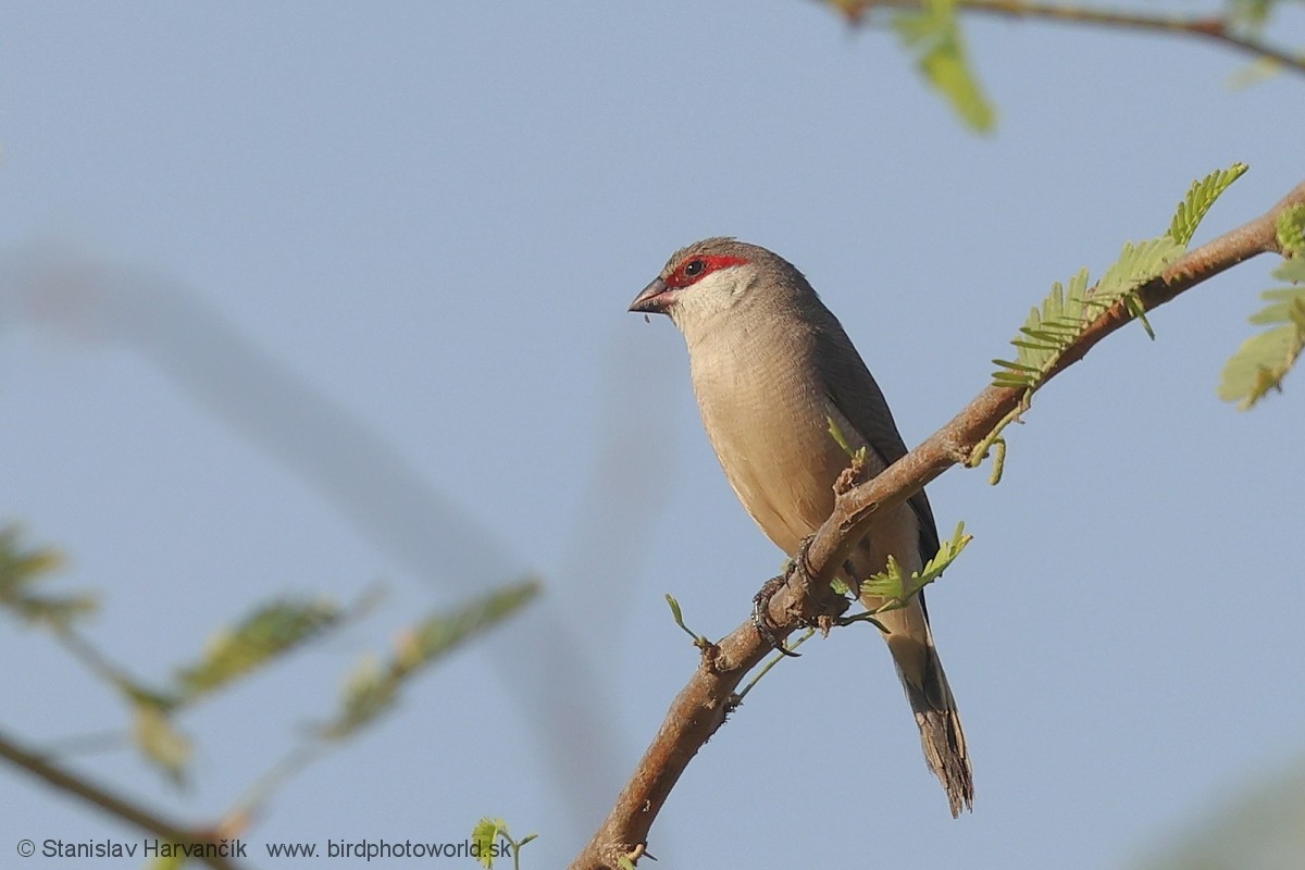 Arabian Waxbill - ML632128620