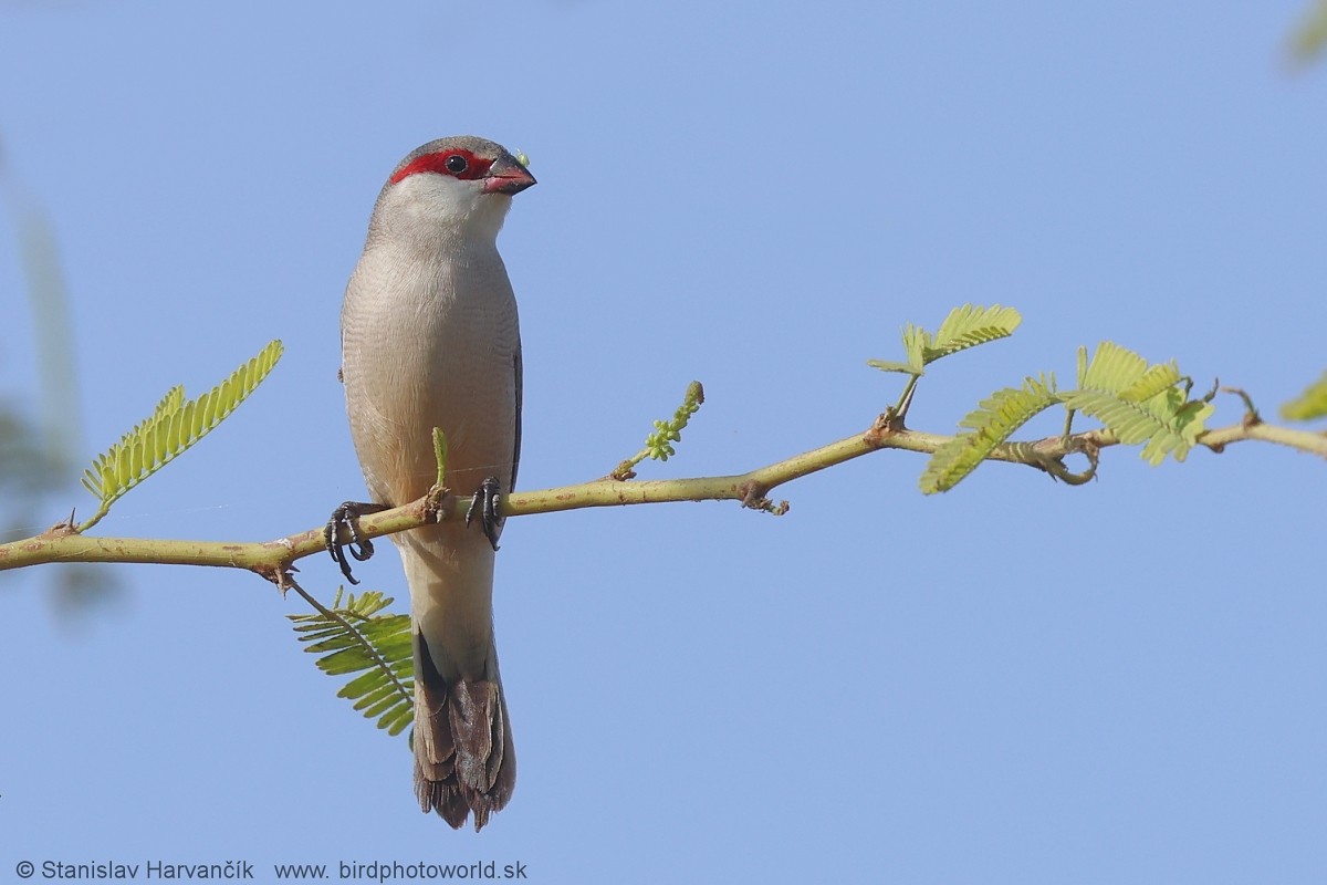 Arabian Waxbill - ML632128622