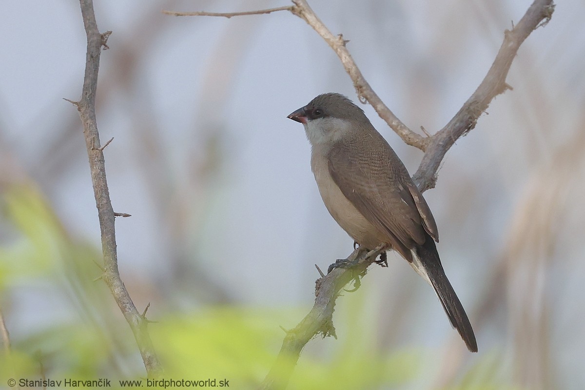 Arabian Waxbill - ML632128623