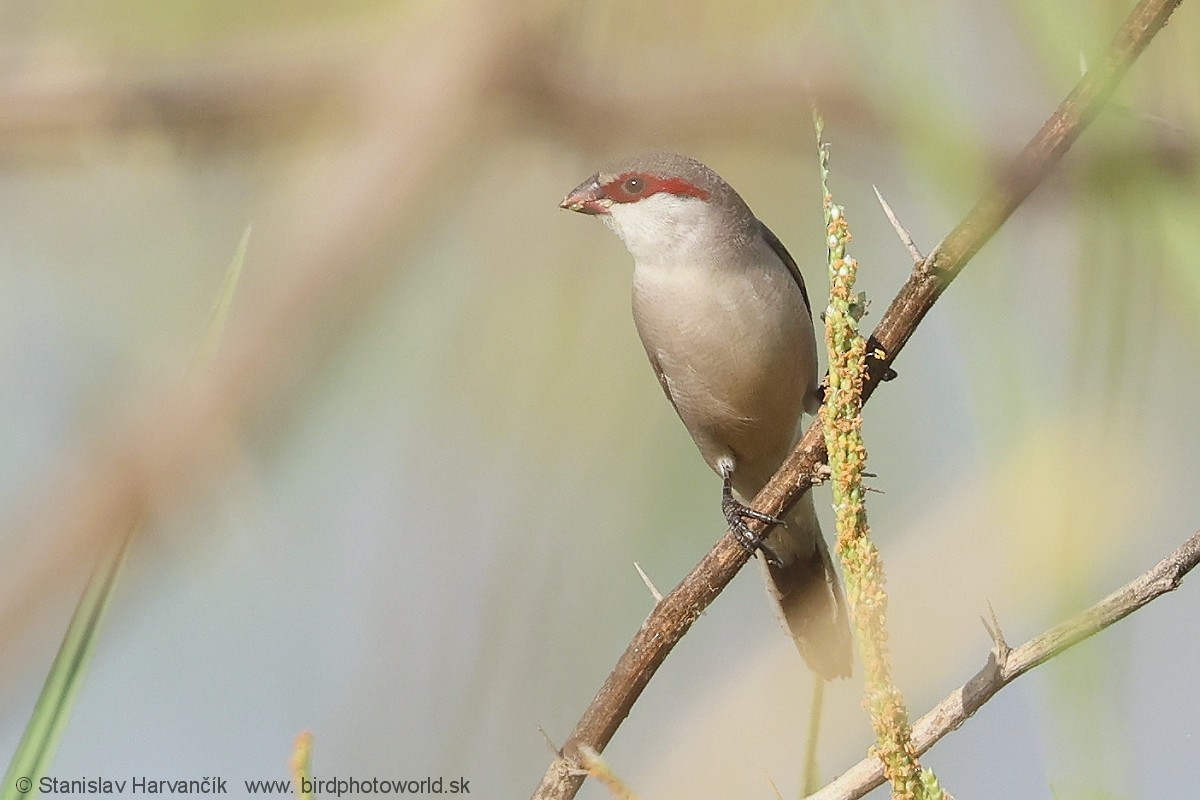 Arabian Waxbill - ML632128624