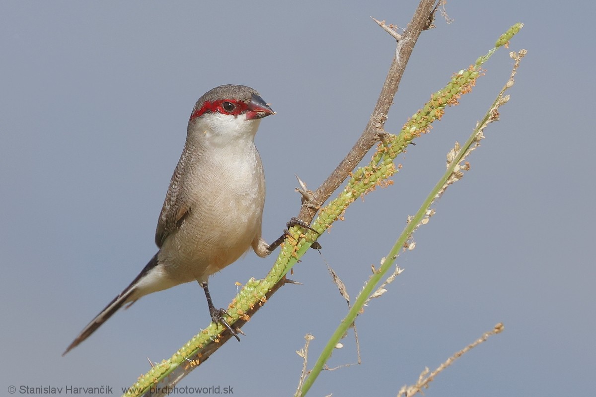 Arabian Waxbill - ML632128627